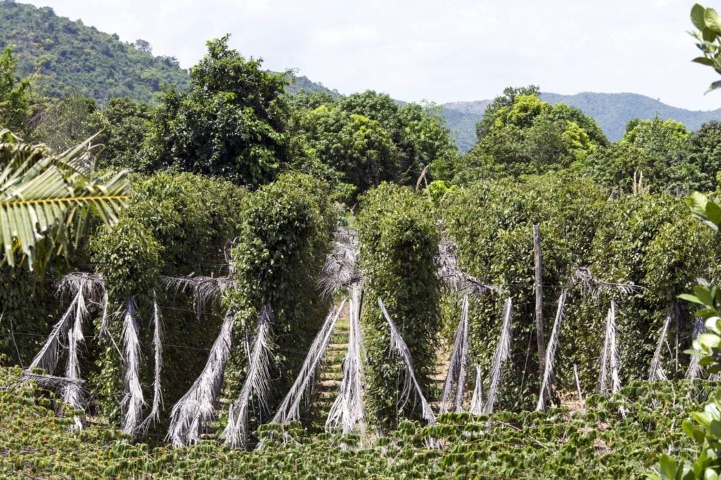Pepper plantation in Kampot