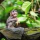 Little baby-monkey in sacred monkey forest of Ubud