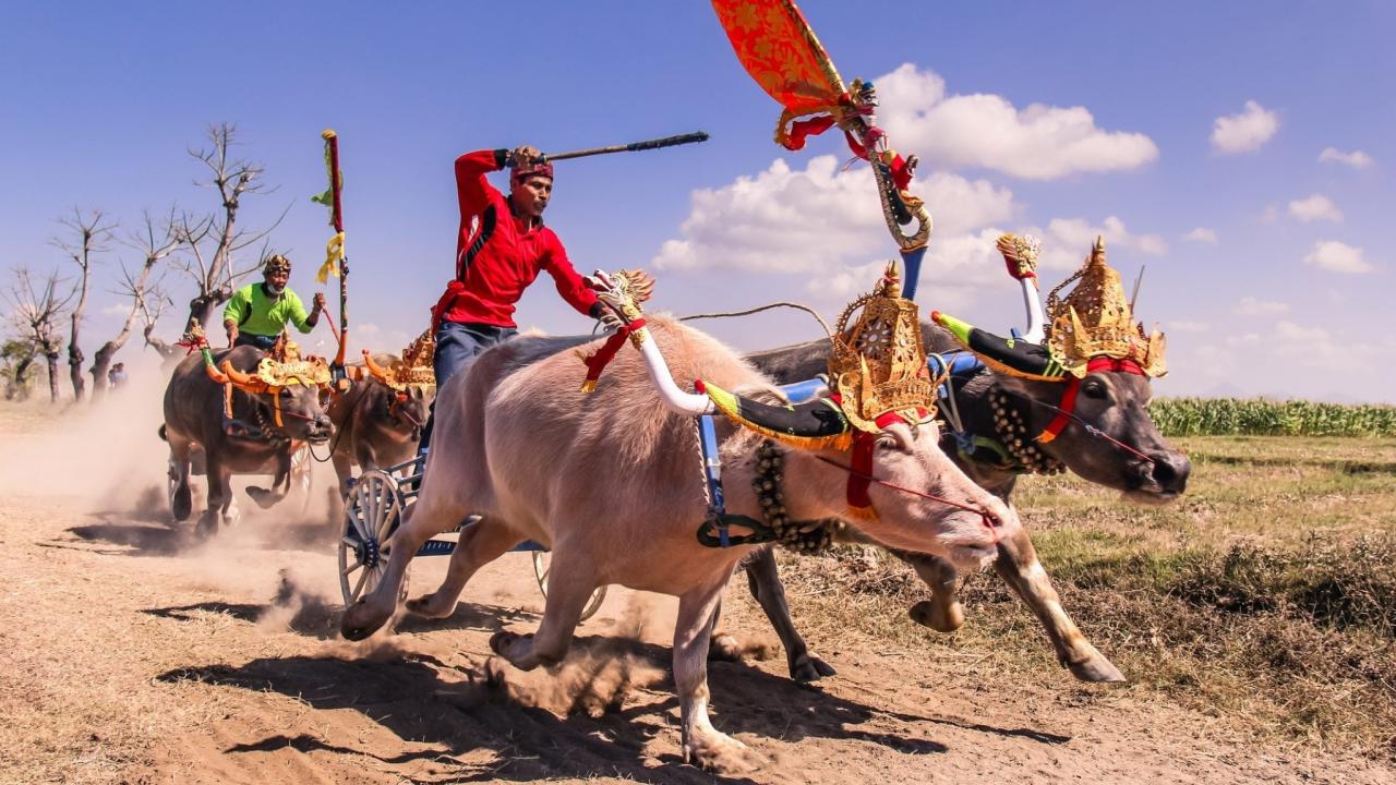 dreamstime_m_60085557 Buffalo race Makepung in Bali Negara Jembrana