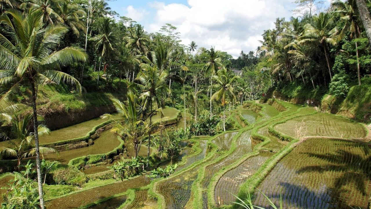 Rice fields Ubud, Bali