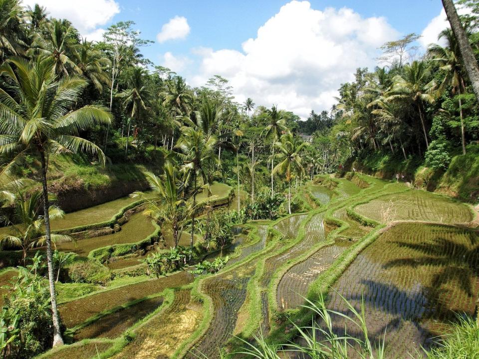 Rice fields Ubud, Bali