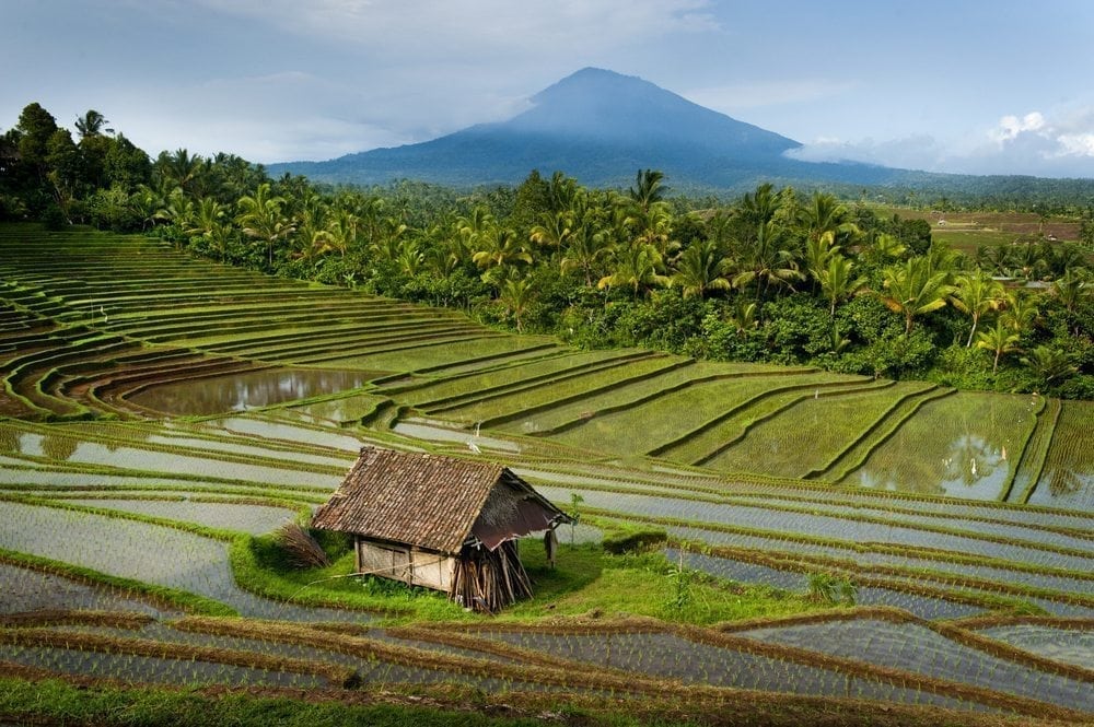 Belimbing, Bali