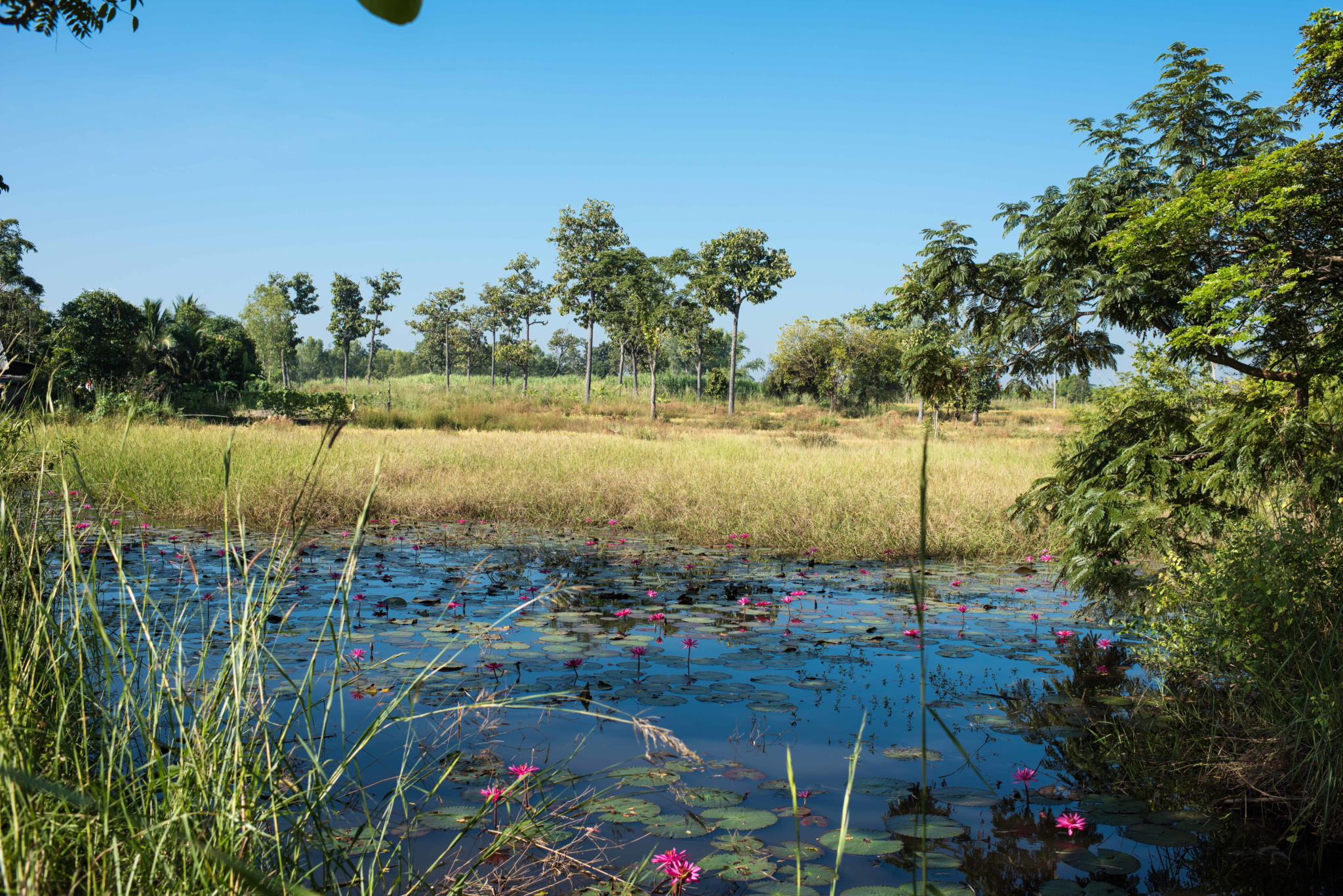 Udon Thani is renown for its surrounding parks and archaeological sites