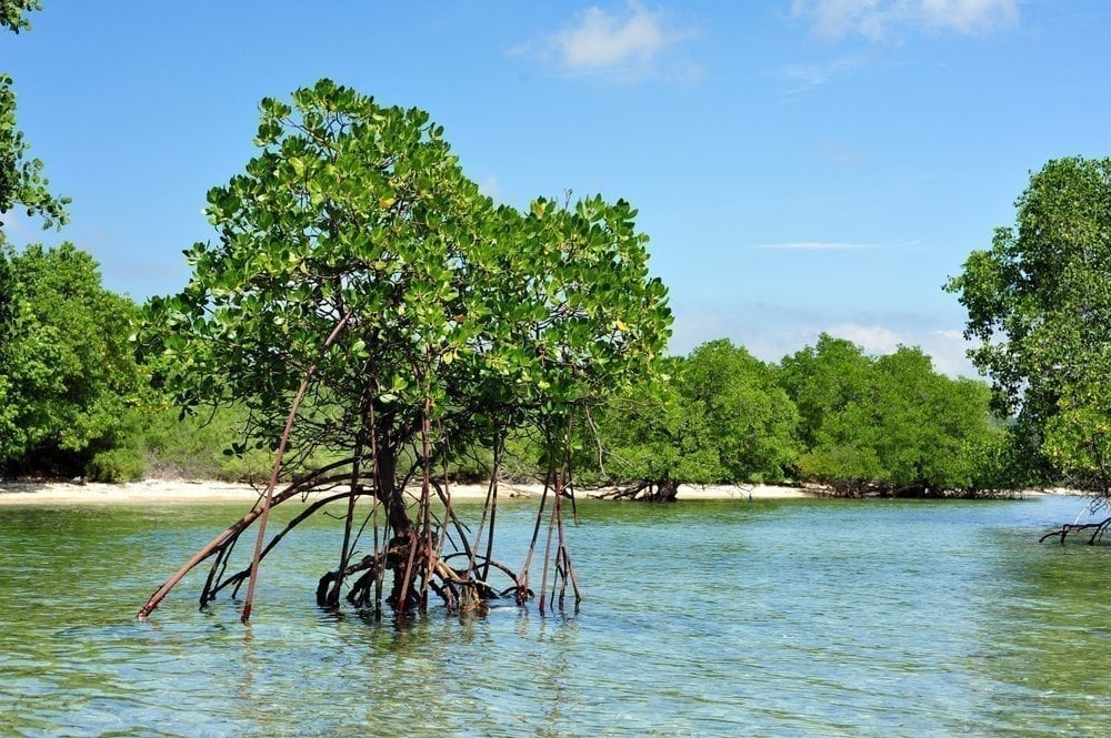 Mangrove forest and trees in West Bali Taman National Park