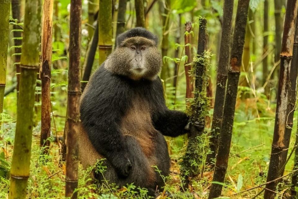 Rwandan golden monkey sitting in the middle of bamboo forest, Rw