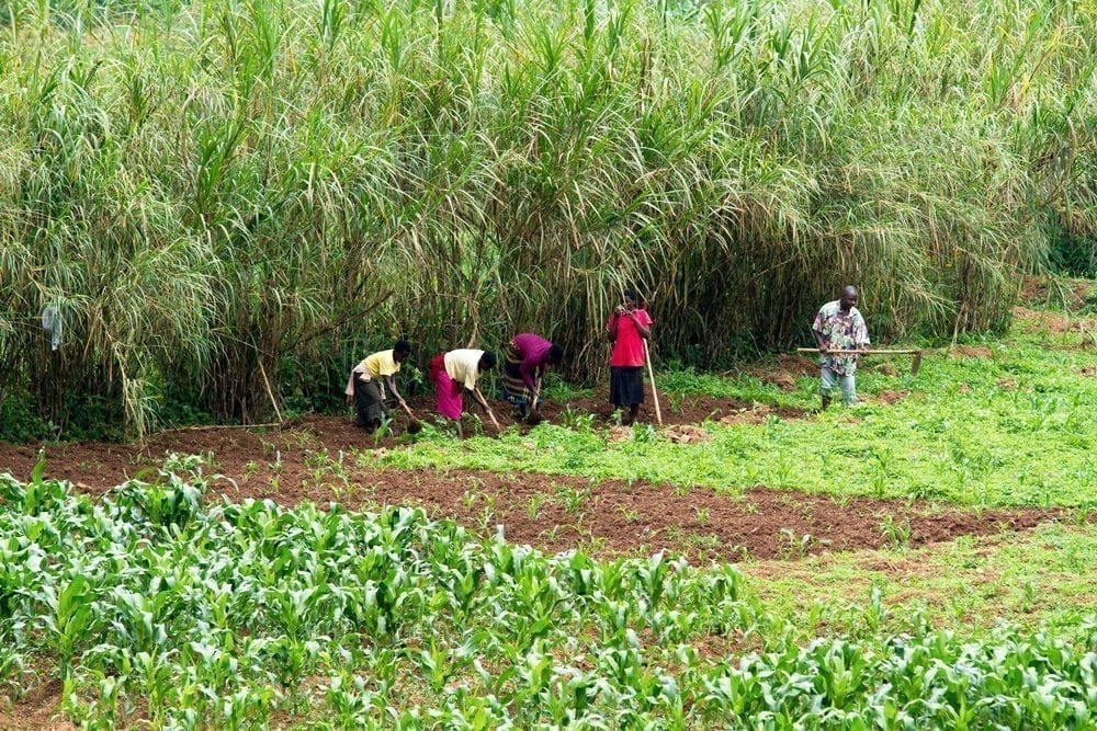 african workers