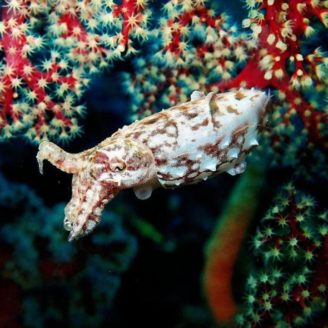 diving-2328703_1920 Sulawesi Lembeh Cuttlefish