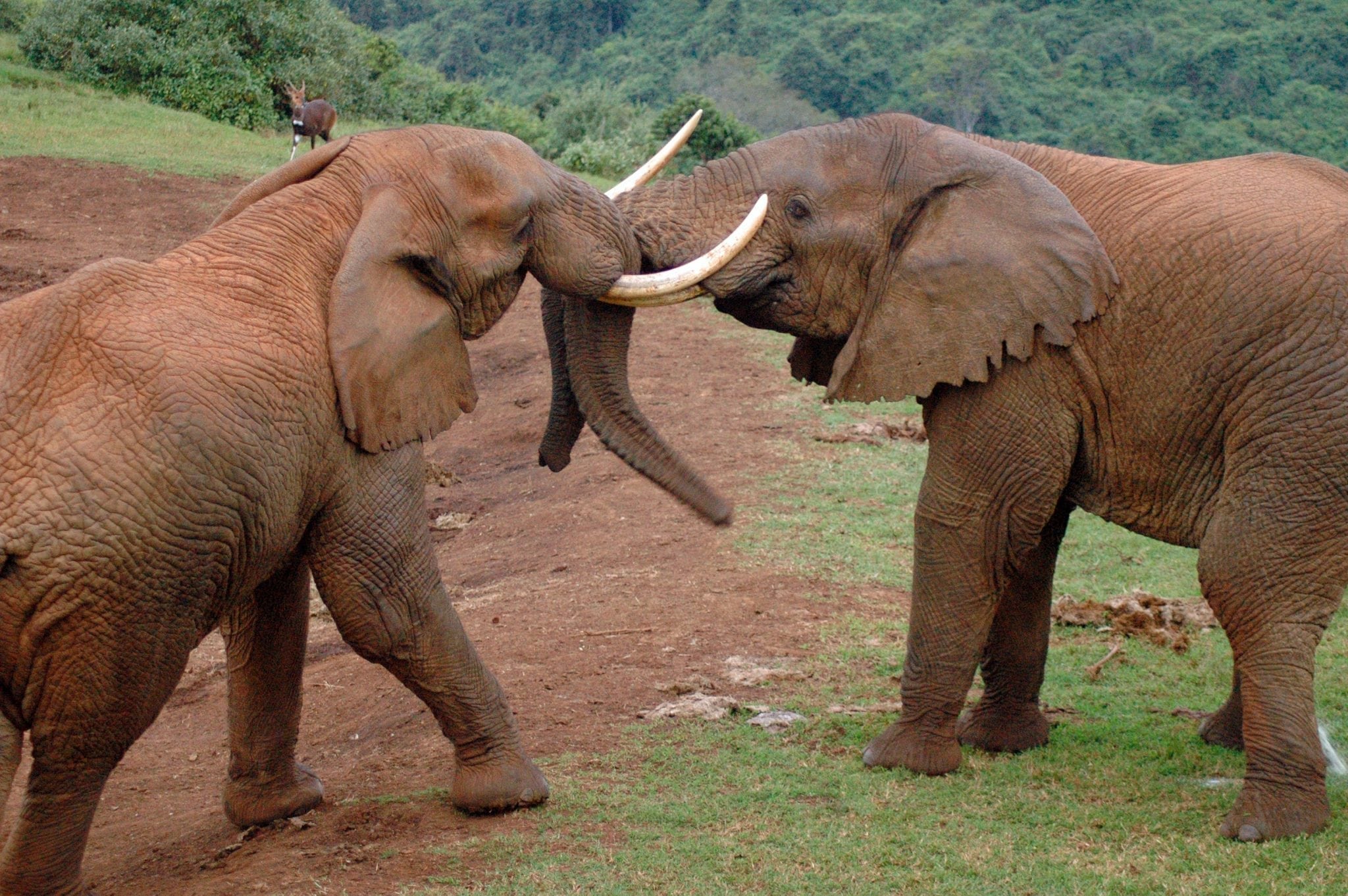 elephants-2053040