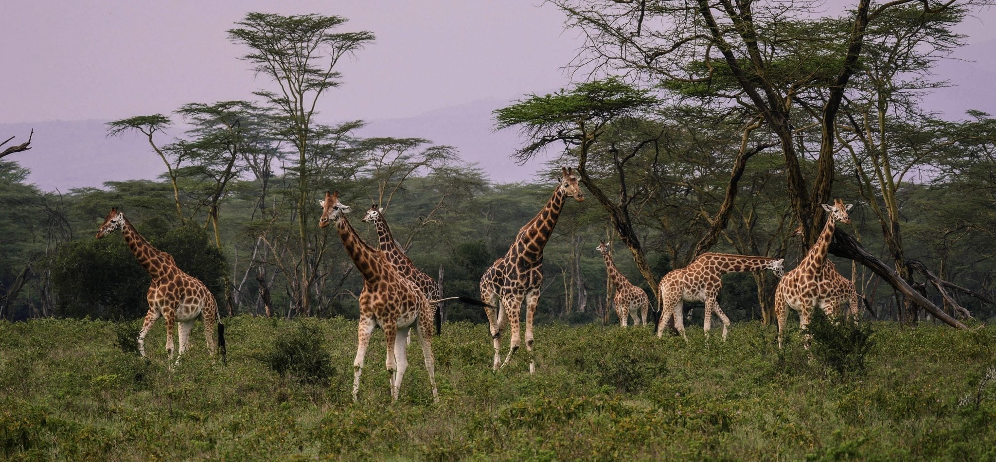 giraffes-2685352