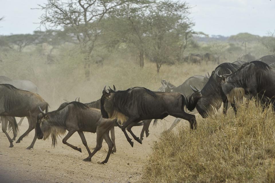 wildebeests-805391