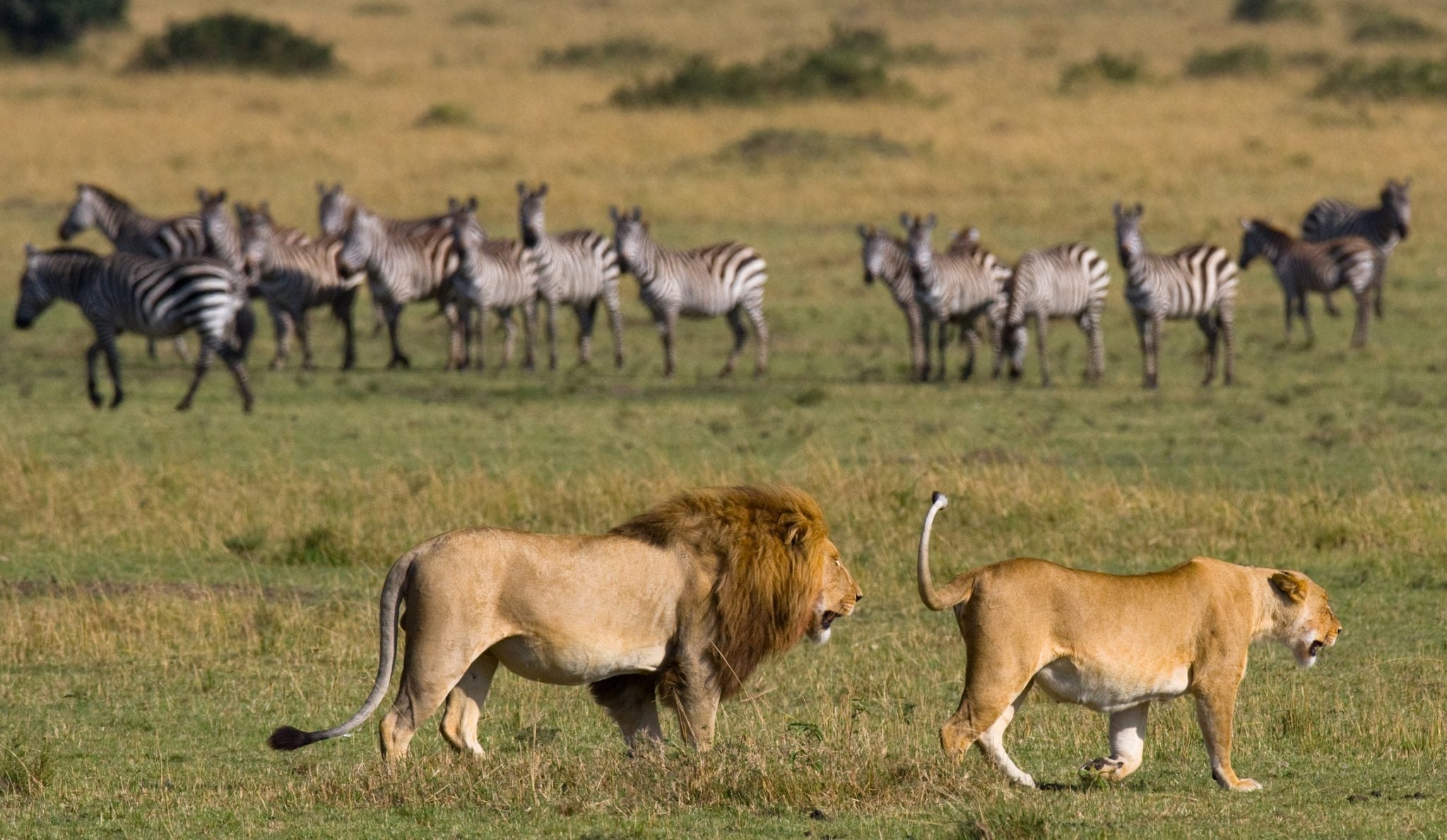 dreamstime_m_79069317 serengeti