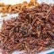 Fired locusts and worms on food market