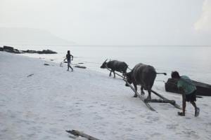 children with buffalos on Koh Rong beach