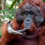 Orangutan in Camp Leakey