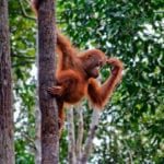 Orangutan in Camp Leakey (2)
