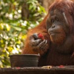 Orangutan in Camp Leakey (3)