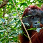 Orangutan in Camp Leakey (4)