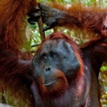 Orangutan in Camp Leakey (5)