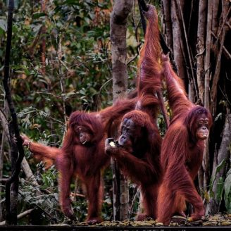 Orangutans at Pondok Tanggui Kalimantan