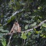 Schweinsaffen / pig-tailed macaques (Macaca nemestrina) -Tabin W