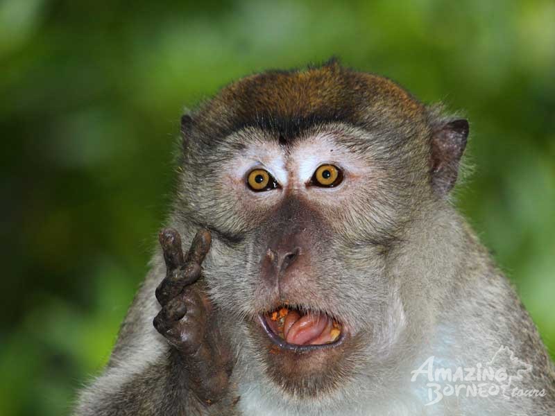 2_Long-tailed-macaque wildlife safari