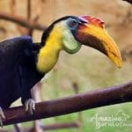 3c_the_wrinkled_hornbill_matang_wildlife_centre_amazing_borneo_tours