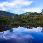 Small lake in Sinharaja rainforest with sky reflection, Sri Lanka