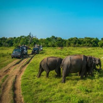 AdobeStock_134469881 Elephants at Kawudulla, Minneriya national park