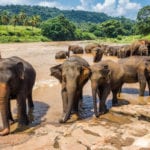 A group of asian elephants bathing in the river and standing on the bank. Pinnawala Elephant Orphanage, Sri Lanka