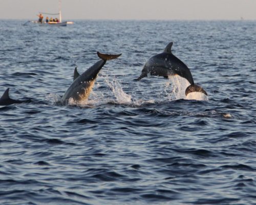 AdobeStock_78785189 Bali free Dolphin Watching boat Lovina Beach