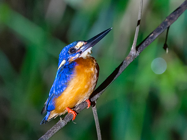 Blue-eared Kingfisher (Alcedo meninting)