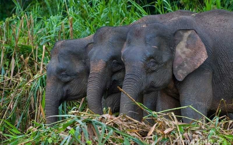 Borneo-Pigmy-Elephant wildlife safari