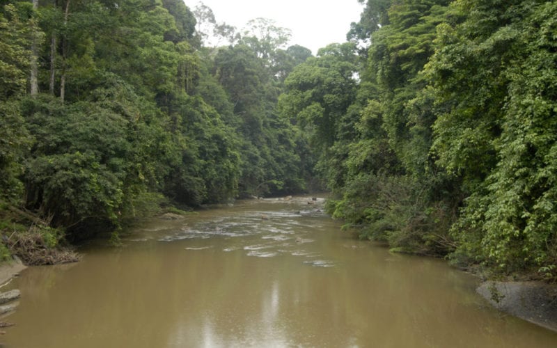 Borneo Rainforest Lodge Danum Valley