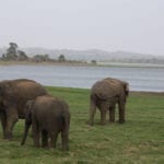 Elephants Habarana