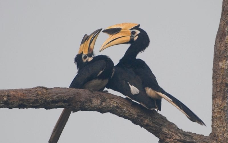 Hornbills Tanjung Puting National Park Borneo