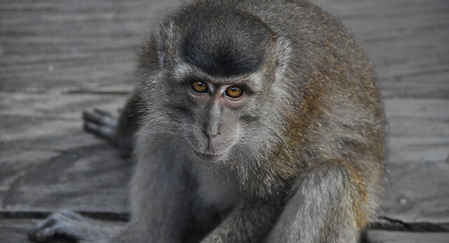 Long Tailed Macaque at Rimba Lodge Borneo