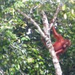 Orangutan youngster. Sukau, Kinabatangan River