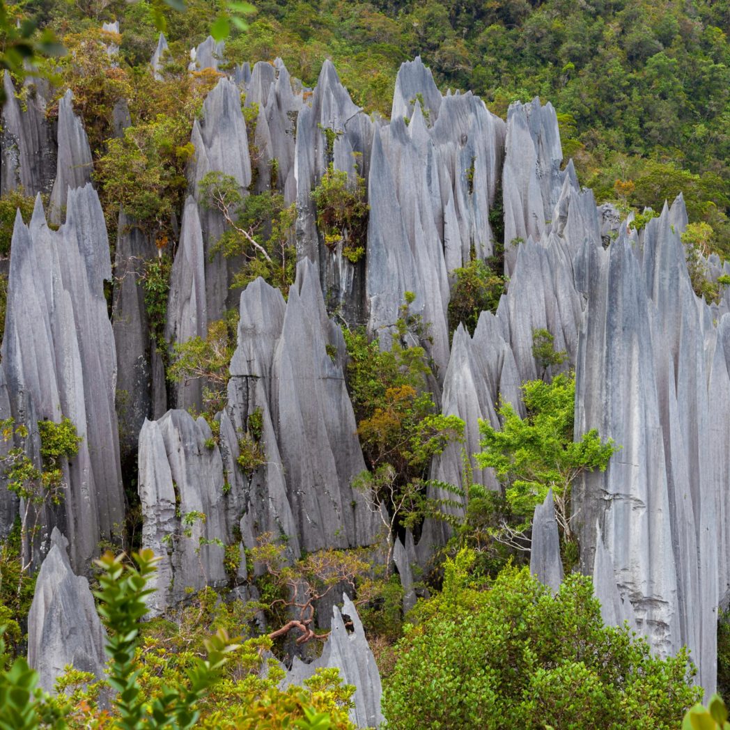 Pinnacles, Mulu National park