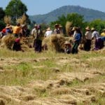 Rice Threshing in Heho