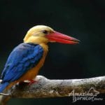 Stork-billed-Kingfisher mystical borneo
