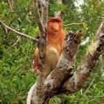 a-male-proboscis-monkey-nasalis-larvatus_t20_7x0Yw6