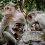 baby-monkey-under-mother-protection-the-monkey-family-with-shaggy-orange-fur-and-human-like_t20_AVegmy