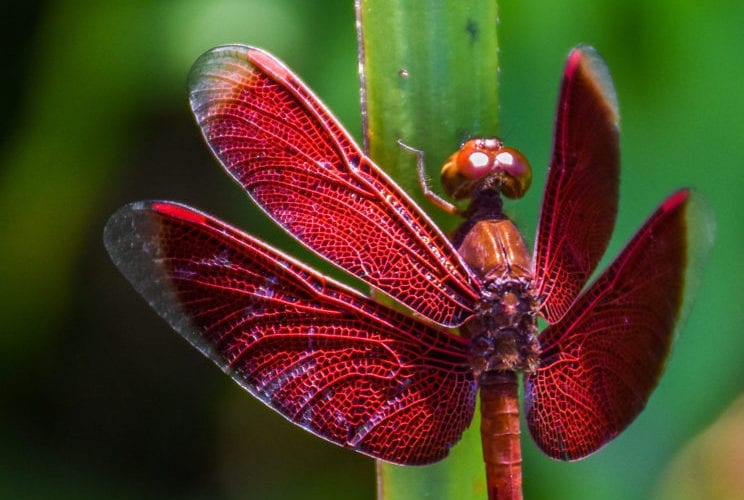 dragonfly_t20_knlPV3 Borneo