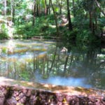 Lush forest area with natural pond in Hakgala gardens, Nuwaraeliya Sri lanka.