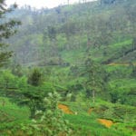 Scenic tea plantation area in Nuwaraeliya Sri lanka