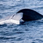 shutterstock_586987976 Big blue whale in the ocean