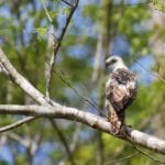 shutterstock_646598296 Changeable hawk-eagle Spizaetus cirrhatus in Maliau Basin Sabah