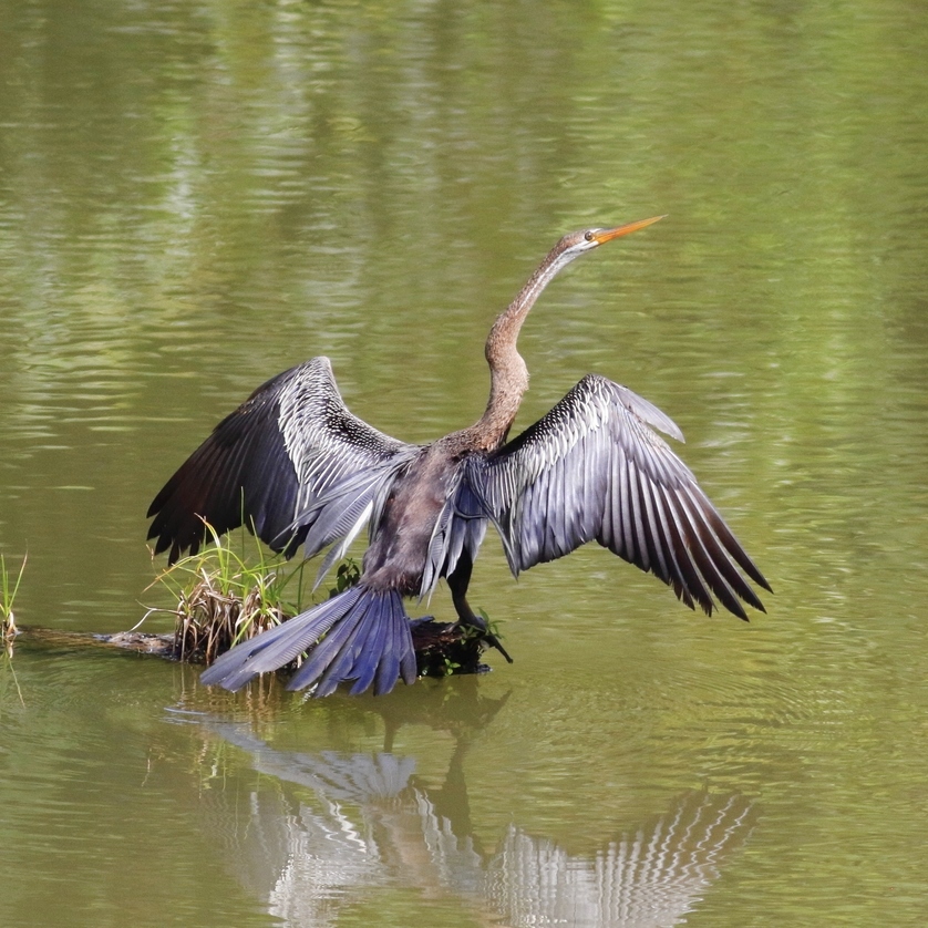 shutterstock_646598365 Oriental darter Anhinga melanogaster in Maliau Basin, Sabah