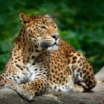 Sri Lankan leopard, Panthera pardus kotiya, Big spotted cat lying on the tree in the nature habitat, Yala national park, Sri Lanka