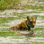 Bardia National Park tiger